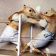 Image for article titled Home-court advantage absolutely matters...if you're a mouse